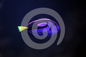 Surgeonfish, Paracanthurus hepatus