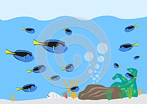 Surgeonfish Paracanthurus hepatus gathering concept. Editable Clip Art.