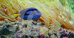 Surgeonfish swim in anemones on coral reef. Red Sea Marine fish feeds on algae and zooplankton in the wild. Royal blue