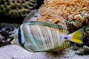 Surgeonfish swimming around corals, Fiji