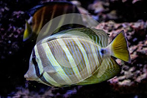 Surgeonfish swimming around corals, Fiji