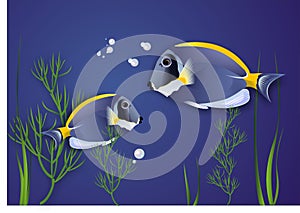 Surgeonfish. Vector.