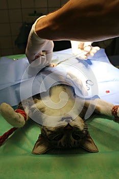 Surgical intervention - gonadectomy