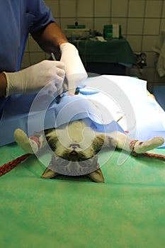 Surgical intervention - gonadectomy