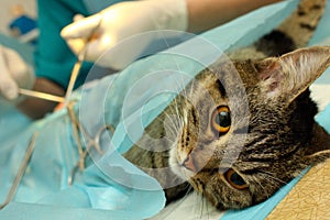 Surgical sterilization of cat