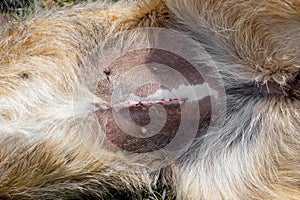 Surgical suture on the abdomen of a dog after sterilization surgery. Sterilization of stray animals