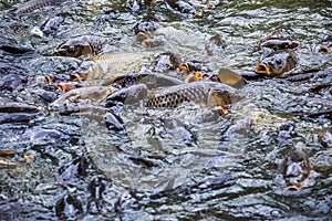 Surging carp swim over each other