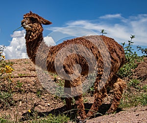 A Suri Alpaca in the Andes Mountains of Peru