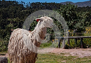 Suri Alpaca in the Andes Mountains of Peru