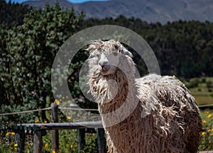 Suri Alpaca in the Andes Mountains of Peru