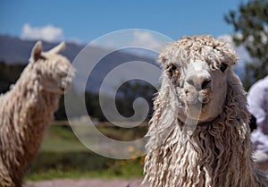 Suri Alpaca in the Andes Mountains of Peru
