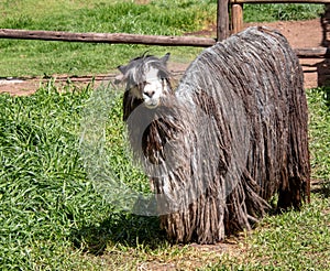 A Suri Alpaca in the Andes Mountains of Southern Peru