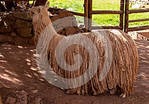 A Suri Alpaca in the Andes Mountains of Southern Peru