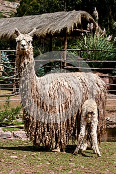 Suri alpaca photo