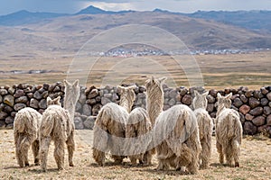 Suri Alpaca in Peru Highlands Andes Mountains photo