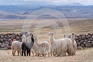 Suri Alpaca in Peru Highlands Andes Mountains photo