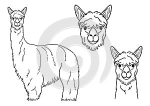 Suri Alpaca line art set photo