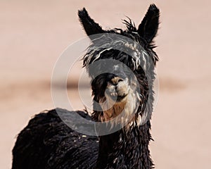 A Suri Alpaca Looks at the Camera