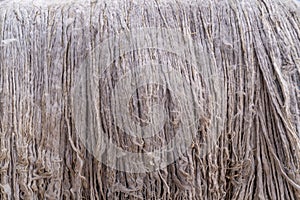 Suri Alpaca in Peru Highlands Andes Mountains