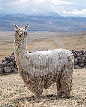 Suri Alpaca in Peru Highlands Andes Mountains