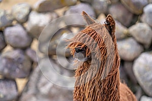 Suri Alpaca in Peru Highlands Andes Mountains