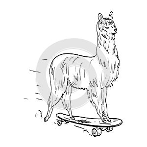 Suri Alpaca Skateboarding on Penny Board Medieval Drawing photo