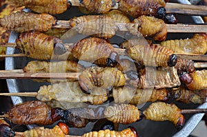Suri - Amazonian grub that feeds on palm sap, grilled and served as a snack food in Iquitos, Peru
