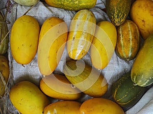 Suri cucumber that is ripe is ready to be used as food