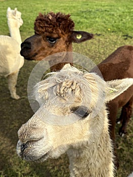 Suri and Huacaya alpacas, portrait