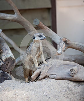 SuriÑat (Suricata suricatta)