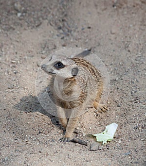 SuriÑat (Suricata suricatta)