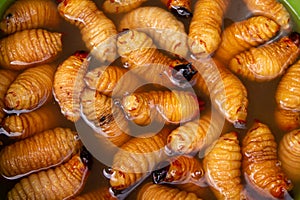 Suri Worms. Exotic food in Peru photo