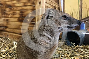 Suricat or meericat Suricata suricatta is species of mammals from  mongoose family Herpestidae photo