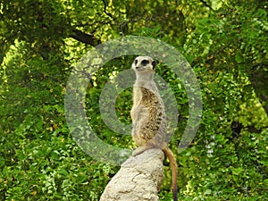 A suricat monitors sitting on a tree branch