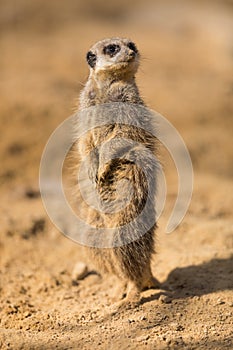 A suricat standing in the desert