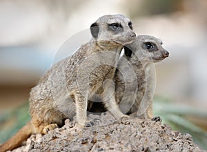 Suricata