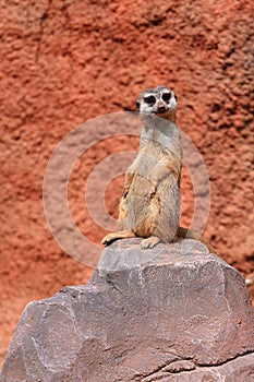 Suricata