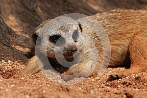 Suricata