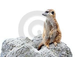 Suricata isolated