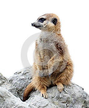 Suricata isolated