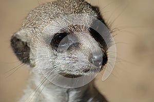 Suricata meerkat photo