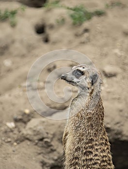 Suricata (meerkat or meerkat) looking around with vigilance