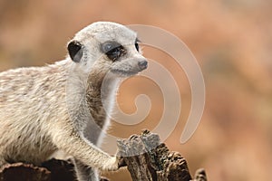 Suricata, a predatory mammal, a young individual sits on a stump and plays near its burrow