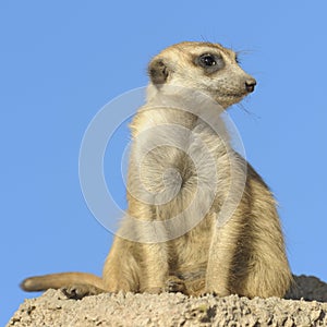 Suricata on a rock.