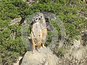 Suricata standing on a guard. Curious meerkat