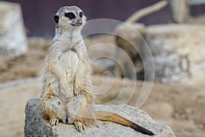 Suricata standing on a guard. Curious meerkat