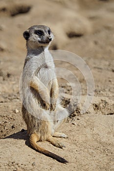 Suricata standing on a guard. Curious meerkat