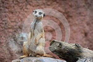 Suricata standing on a guard. Curious meerkat Suricata suricatta