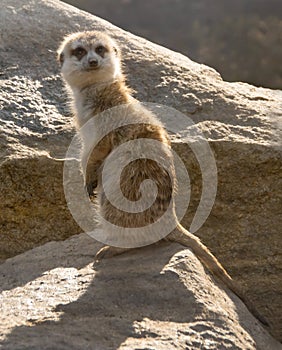 Suricata standing on rock