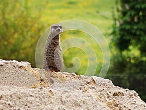 Suricata suricatta photo